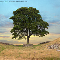 Buy canvas prints of Sycamore gap & hadrians wall by Andrew Heaps