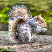 Buy canvas prints of Squirrel in HDR feeding time. by Andrew Heaps