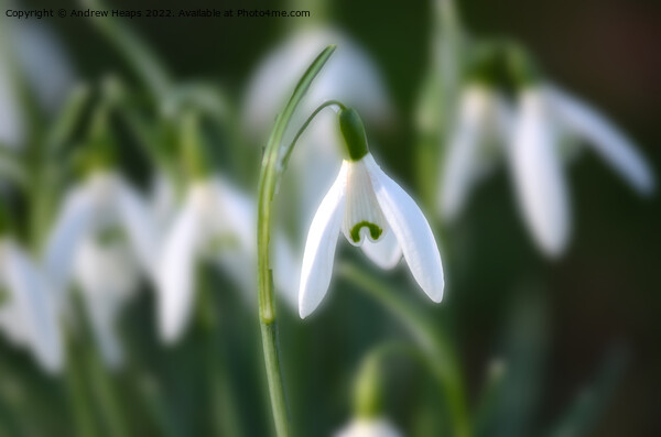 Snowdrop in spring time. Picture Board by Andrew Heaps