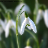 Buy canvas prints of Snowdrop in spring time. by Andrew Heaps