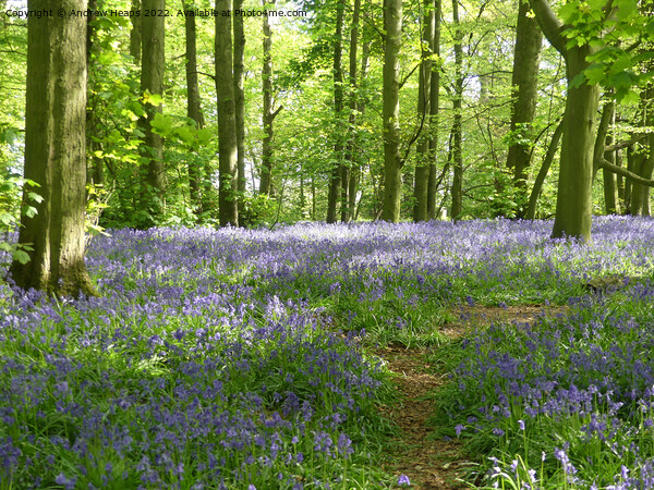 Springtime bluebells with rays of sunshine. Picture Board by Andrew Heaps