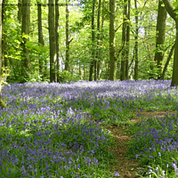 Buy canvas prints of Springtime bluebells with rays of sunshine. by Andrew Heaps