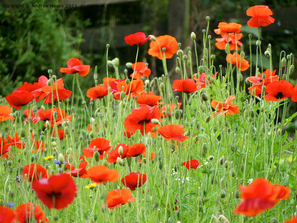 Red poppy flowers Remembrance of War Picture Board by Andrew Heaps