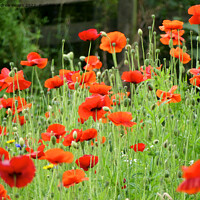 Buy canvas prints of Red poppy flowers Remembrance of War by Andrew Heaps