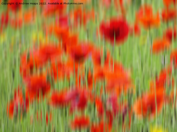 Vibrant Red Poppies in Motion Picture Board by Andrew Heaps