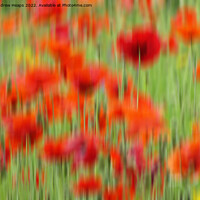 Buy canvas prints of Vibrant Red Poppies in Motion by Andrew Heaps