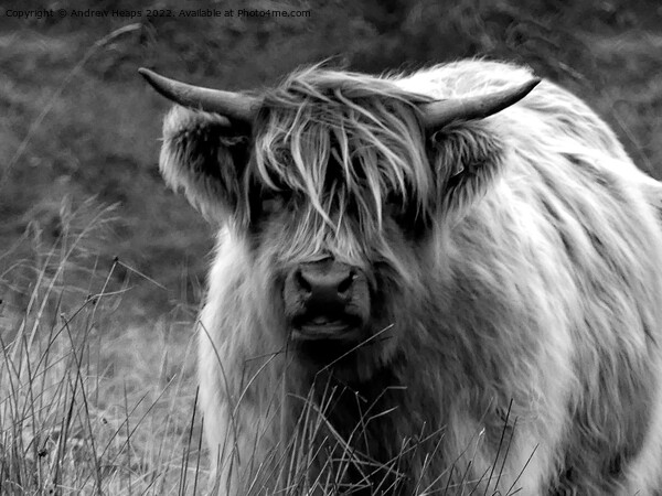 Highland cow in black and white Picture Board by Andrew Heaps