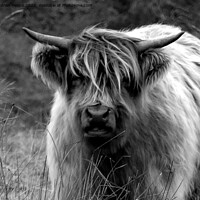 Buy canvas prints of Highland cow in black and white by Andrew Heaps