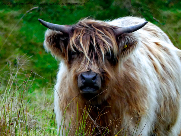 Majestic Highland Cow Picture Board by Andrew Heaps