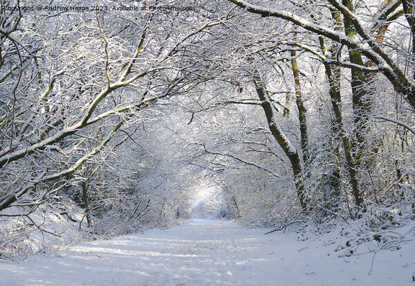Enchanting Winter Wonderland Picture Board by Andrew Heaps