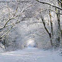 Buy canvas prints of Enchanting Winter Wonderland by Andrew Heaps