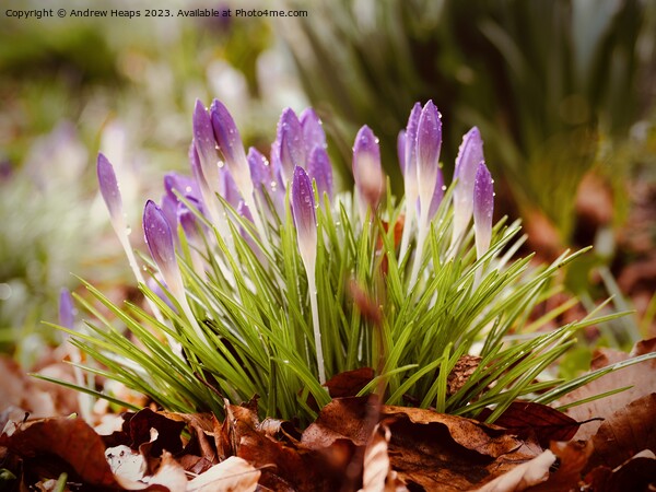 Purple Crocus Blooms in Spring Picture Board by Andrew Heaps