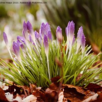 Buy canvas prints of Purple Crocus Blooms in Spring by Andrew Heaps