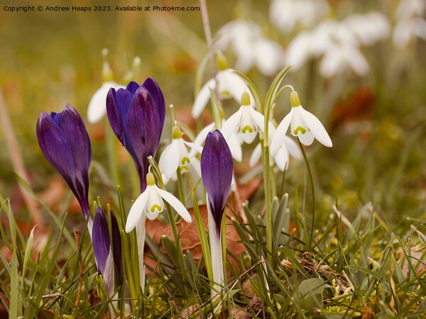 Colourful Spring A Symphony of Crocus and Snowdrop Picture Board by Andrew Heaps