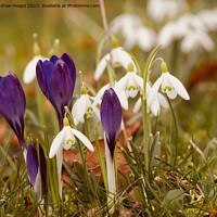 Buy canvas prints of Colourful Spring A Symphony of Crocus and Snowdrop by Andrew Heaps