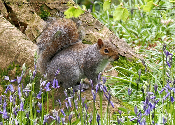 Cheeky Squirrel in Bluebell Wonderland Picture Board by Andrew Heaps