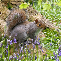 Buy canvas prints of Cheeky Squirrel in Bluebell Wonderland by Andrew Heaps
