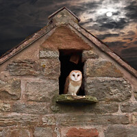 Buy canvas prints of Solitary Barn Owl Illuminated by Moonlight by Andrew Heaps