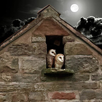 Buy canvas prints of Moonlit Solitude: Barn Owl's Night Watch by Andrew Heaps