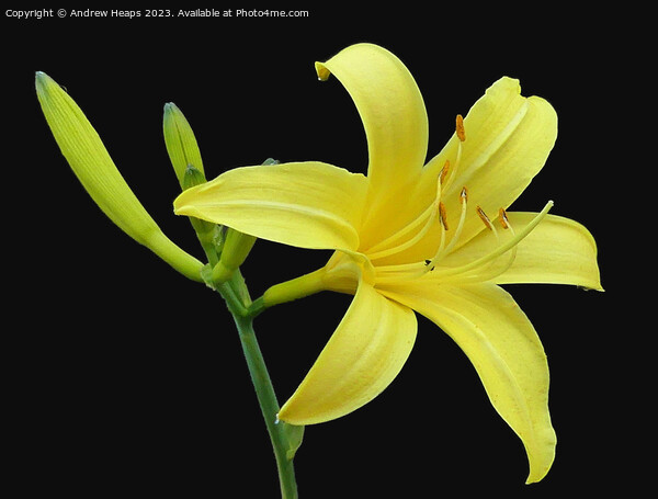 Yellow Lilly flower in full bloom. Picture Board by Andrew Heaps