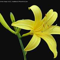 Buy canvas prints of Yellow Lilly flower in full bloom. by Andrew Heaps