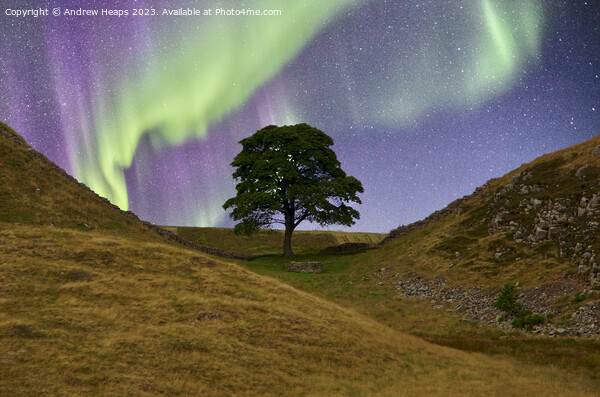 Sycamore gap with Northern lights  Picture Board by Andrew Heaps