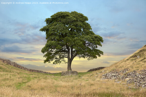 Sycamore gap  Picture Board by Andrew Heaps