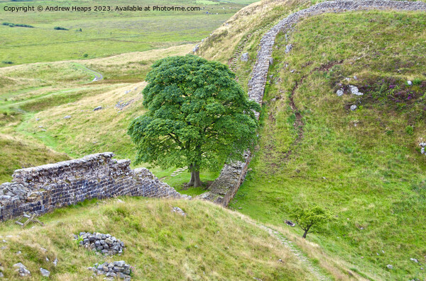 Majestic Sycamore Gap Picture Board by Andrew Heaps