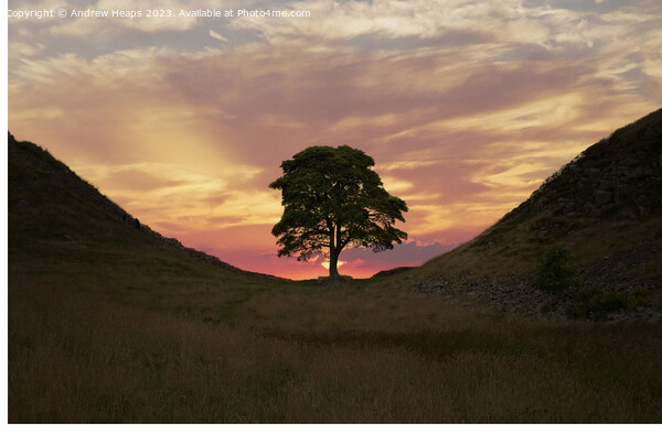 Majestic Sycamore Gap silhouette Picture Board by Andrew Heaps