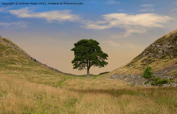 Sycamore Gap (Hadrians wall) Picture Board by Andrew Heaps