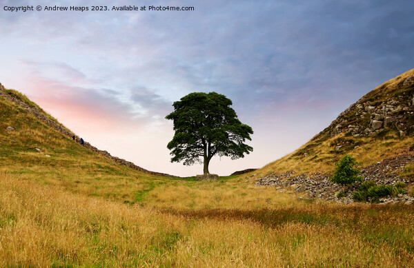 Sycamore Gap (Hadrians wall) Picture Board by Andrew Heaps