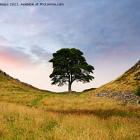 Buy canvas prints of Sycamore Gap (Hadrians wall) by Andrew Heaps
