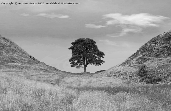 Sycamore Gap (Hadrians wall) black and white Picture Board by Andrew Heaps
