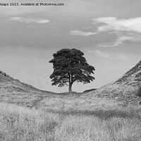 Buy canvas prints of Sycamore Gap (Hadrians wall) black and white by Andrew Heaps