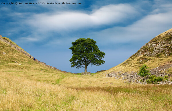 Sycamore gap Picture Board by Andrew Heaps