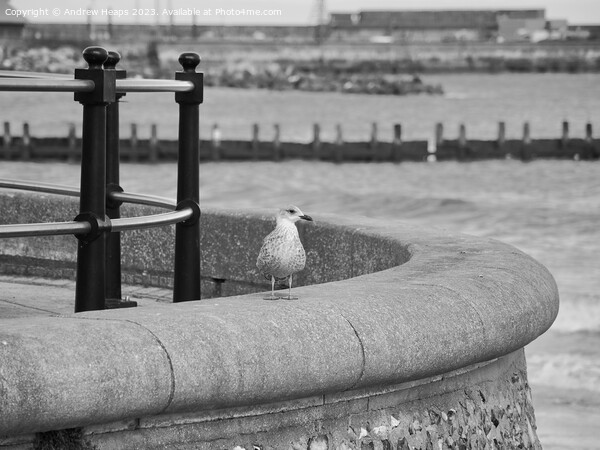 Posing seagull on seawall Picture Board by Andrew Heaps
