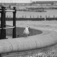 Buy canvas prints of Posing seagull on seawall by Andrew Heaps