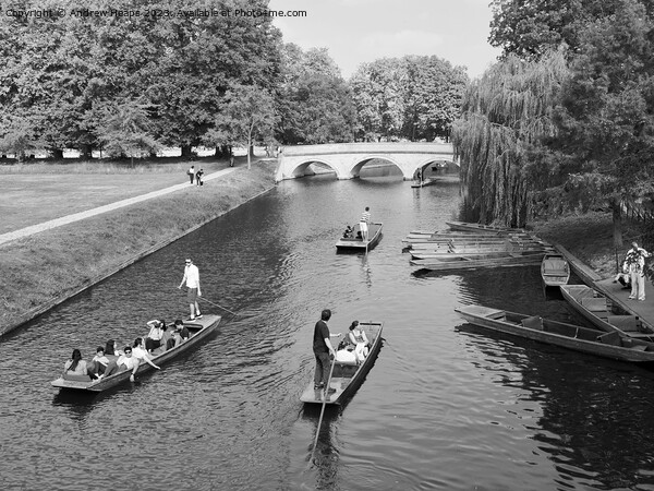Punting in Cambridge on river on a  summers day  Picture Board by Andrew Heaps