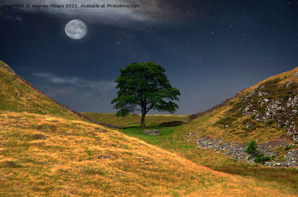 Moonlit Sycamore gap tree in moon light. Picture Board by Andrew Heaps