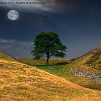 Buy canvas prints of Moonlit Sycamore gap tree in moon light. by Andrew Heaps