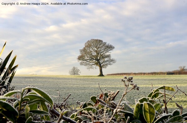 Winter frosty scene in morning. Picture Board by Andrew Heaps