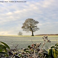 Buy canvas prints of Winter frosty scene in morning. by Andrew Heaps