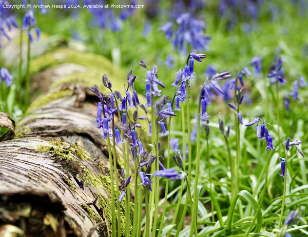 Spring bluebells iconic English flower Picture Board by Andrew Heaps