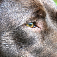 Buy canvas prints of Chocolate Labrador  by Andrew Heaps