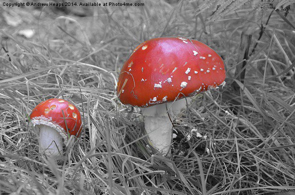  Red Fungi Picture Board by Andrew Heaps