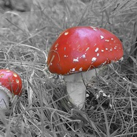Buy canvas prints of  Red Fungi by Andrew Heaps
