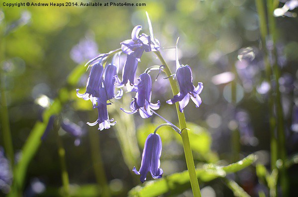  Bluebell Picture Board by Andrew Heaps