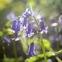 Buy canvas prints of  Bluebell by Andrew Heaps