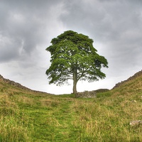 Buy canvas prints of Majestic Sycamore Gap by Andrew Heaps
