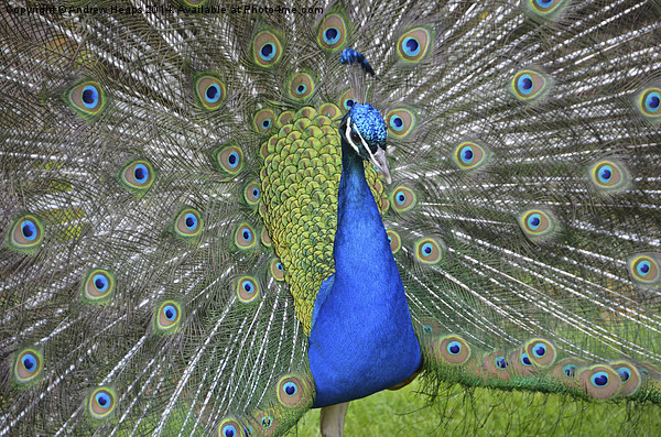 Display of Peacock Feathers Picture Board by Andrew Heaps